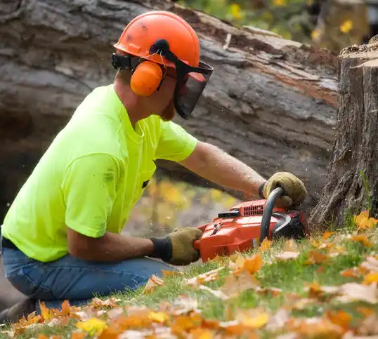 tree services Archie